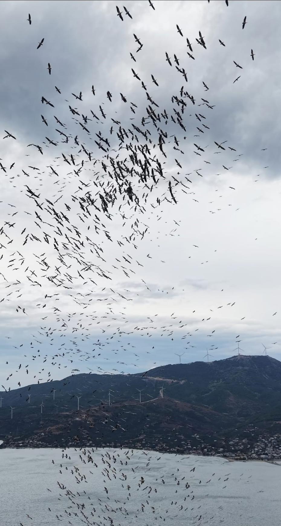 Marmara Denizi'nde Görüntüleri Hayran Bırakan Kuş Göçü