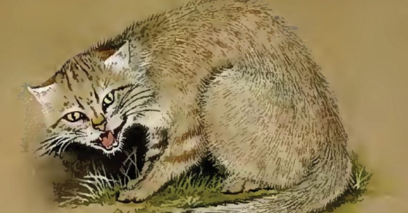 Orta Doğu’daki insanların 10.000 yıl önce tilki ve kedi yediği ortaya çıktı