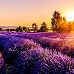 Lavanta tarlasıyla meşhur İspanyol kasabası aşırı turizmle mücadele ediyor
