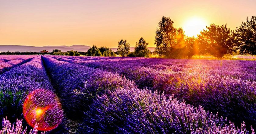 Lavanta tarlasıyla meşhur İspanyol kasabası aşırı turizmle mücadele ediyor