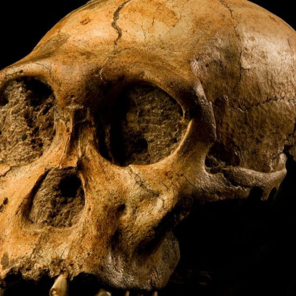 İlk insanlarla birlikte yaşayan yeni bir tür keşfedildi