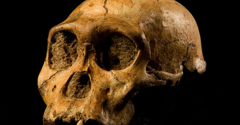 İlk insanlarla birlikte yaşayan yeni bir tür keşfedildi