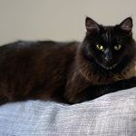 İspanya’da Cadılar Bayramı önlemi: Ekim boyunca kara kedi sahiplendirmek yasaklandı