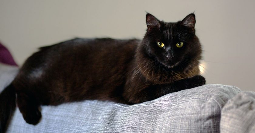 İspanya’da Cadılar Bayramı önlemi: Ekim boyunca kara kedi sahiplendirmek yasaklandı